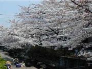 予特質問④渋川住吉桜の整備について　⑤公園の整備について